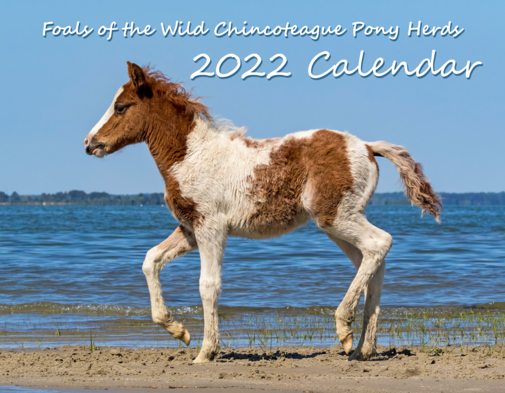 Foals of the Wild Chincoteague Pony Herds 2022 Calendar