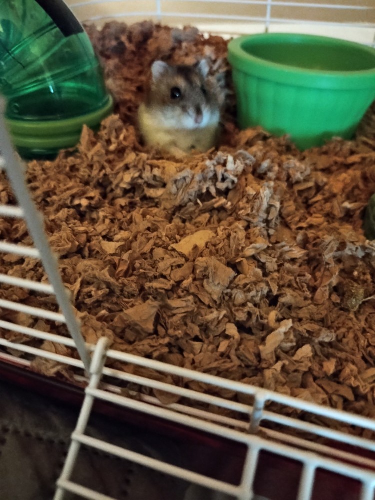 Hamster Safety and Care